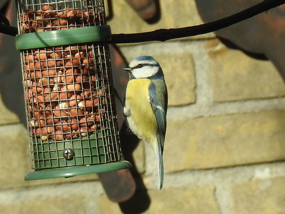 Pimpelmeesje blij met extra voer in de winterkou - Vogels - Pimpelmees