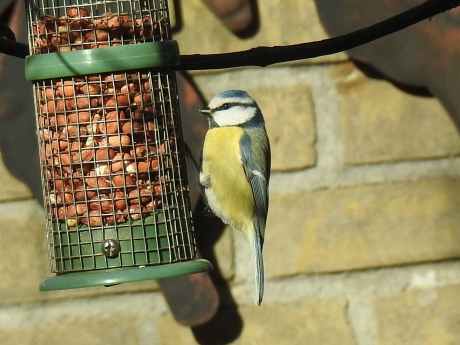 Pimpelmeesje blij met extra voer in de winterkou