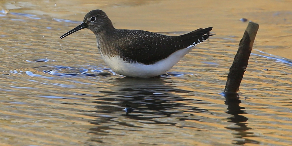 Poolse Snip - Vogels - Witgat
