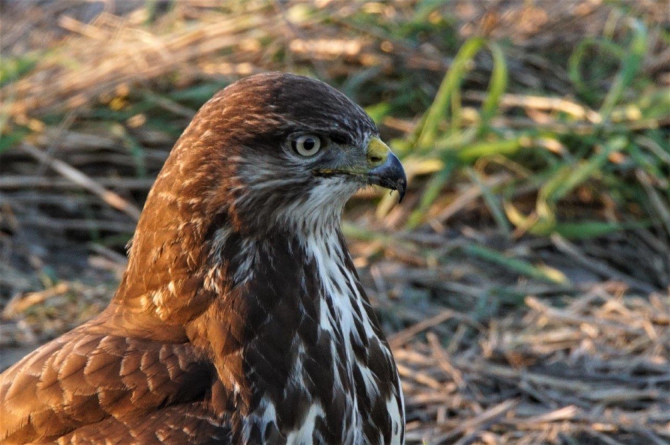 Portret - Vogels - buizerd