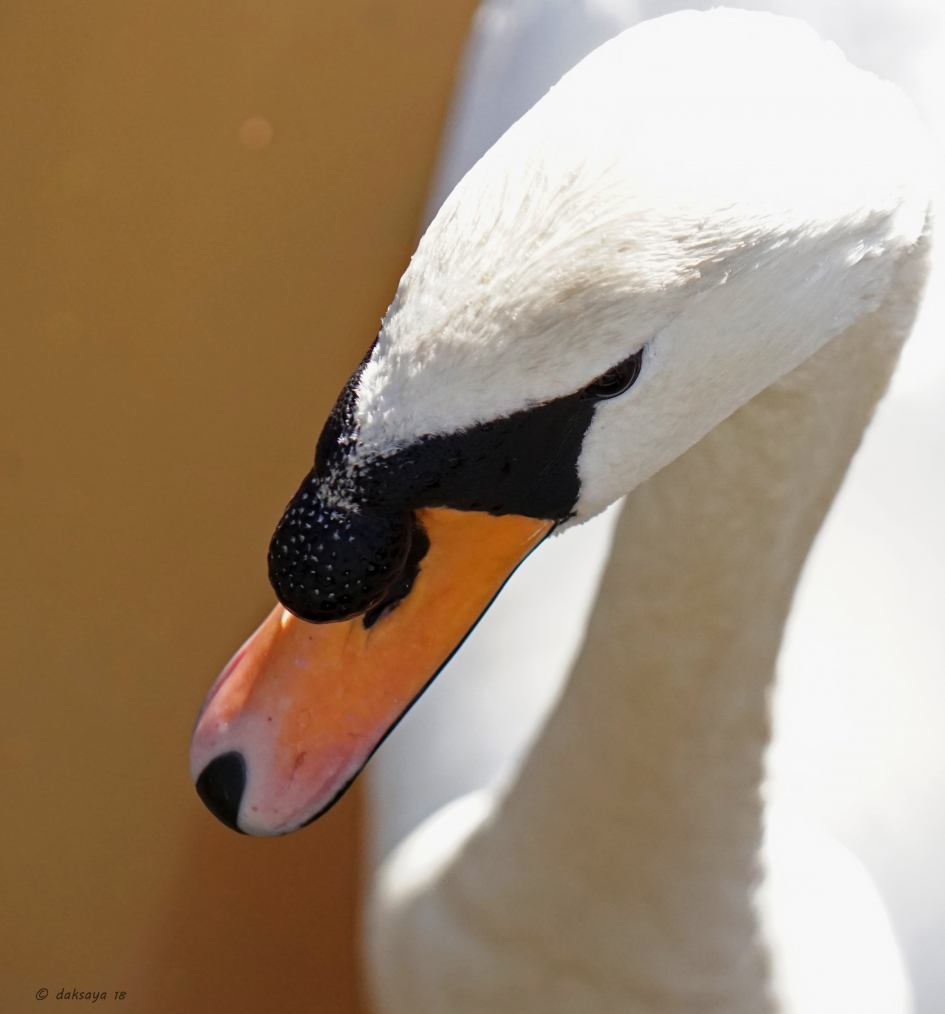 Portret knobbelzwaan - Vogels - 