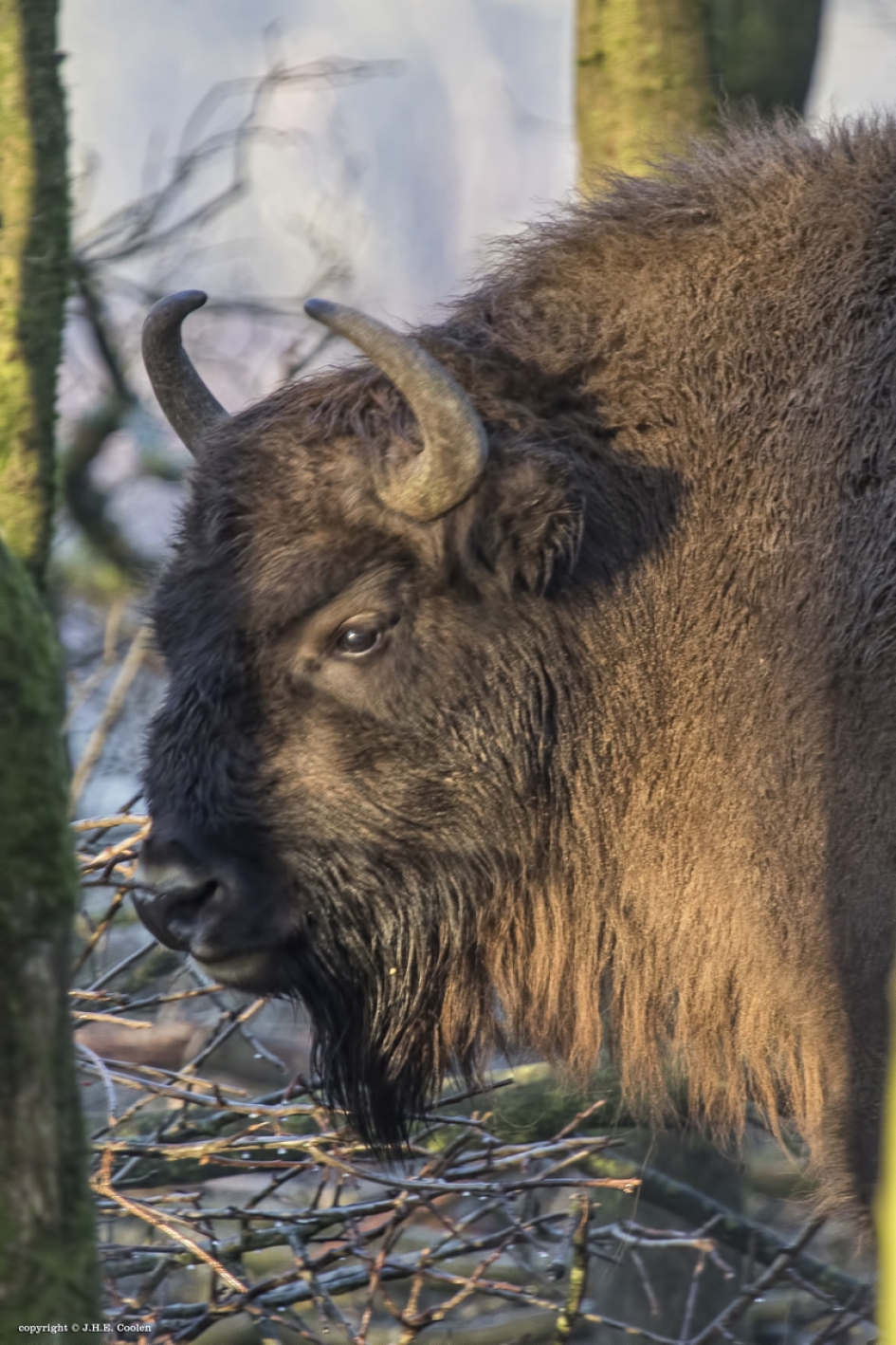 Portret van... - Zoogdieren - Wisent