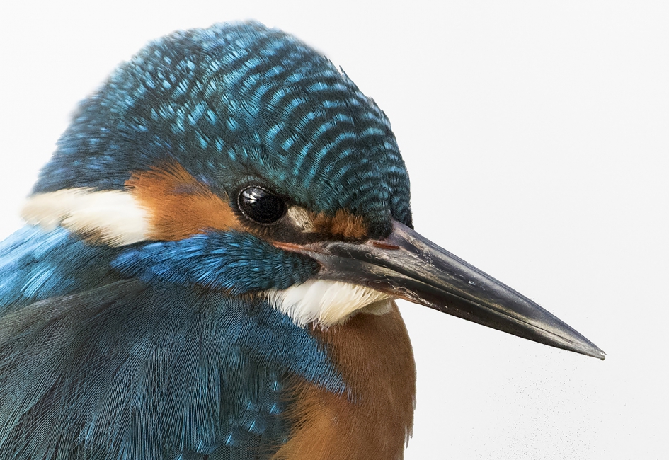 Portret van de IJsvogel - Vogels - IJsvogel