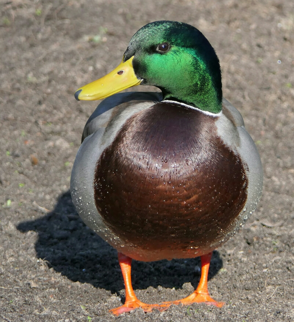 Poseren op het droge. - Vogels - Wilde eend