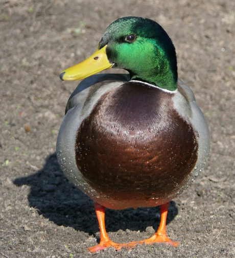 Poseren op het droge.