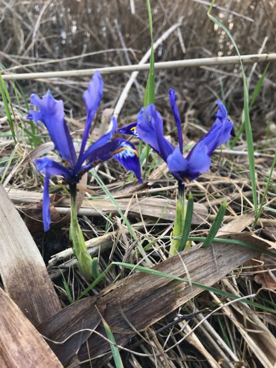 Prachtig kleine wel heel vroege bloeier - Planten - lis