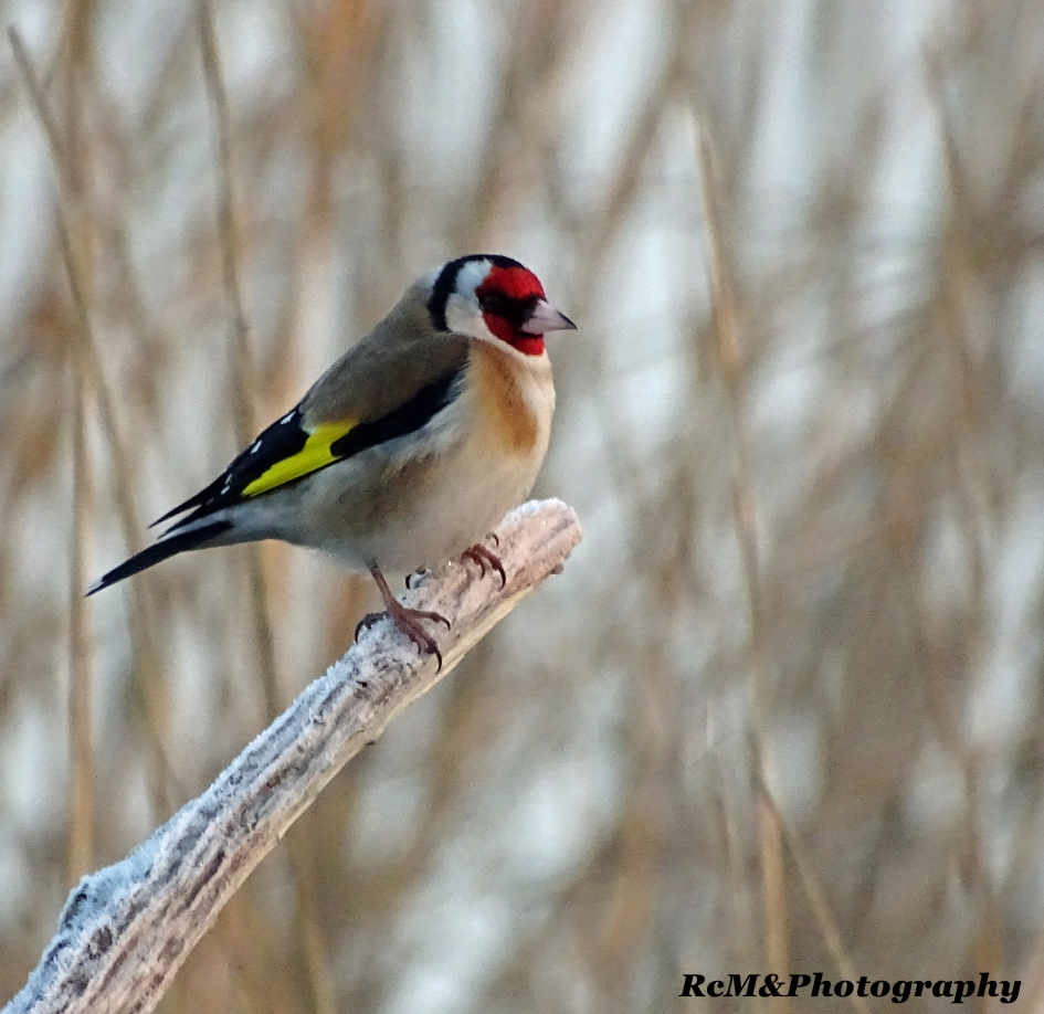 Putter (Mannetje). - Vogels - Putter.