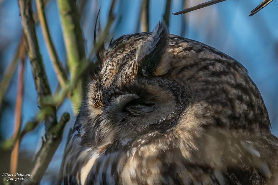 Ransuil - Vogels - Ransuil