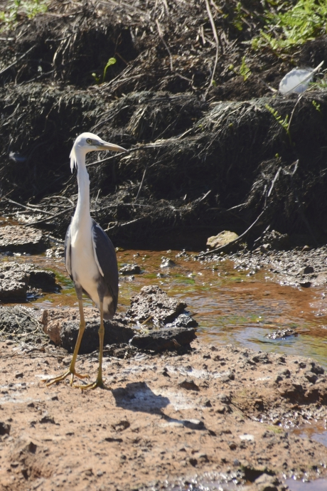 Reiger