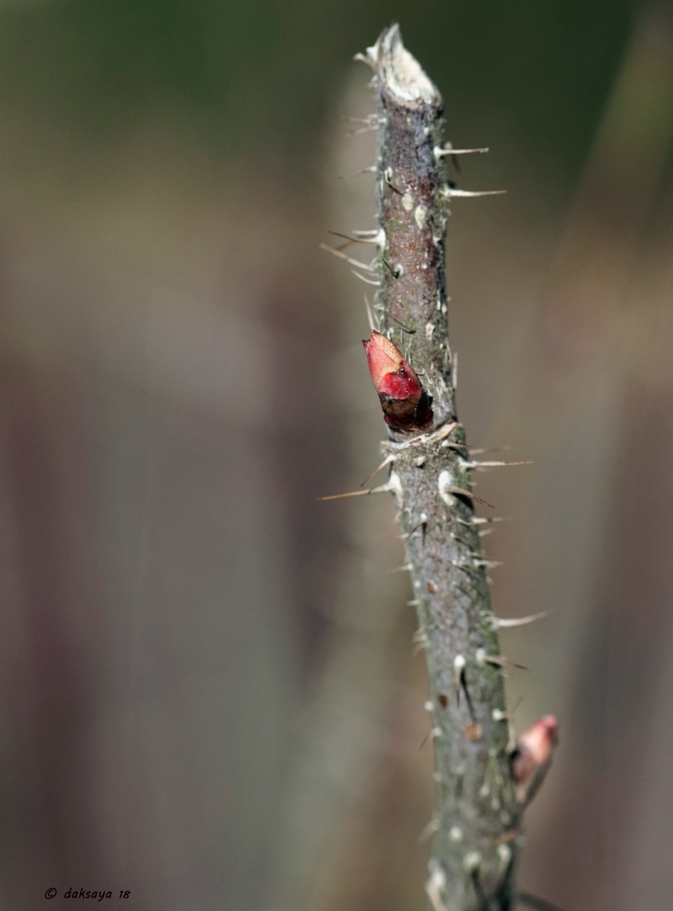 Rode knopjes.. - Planten - 