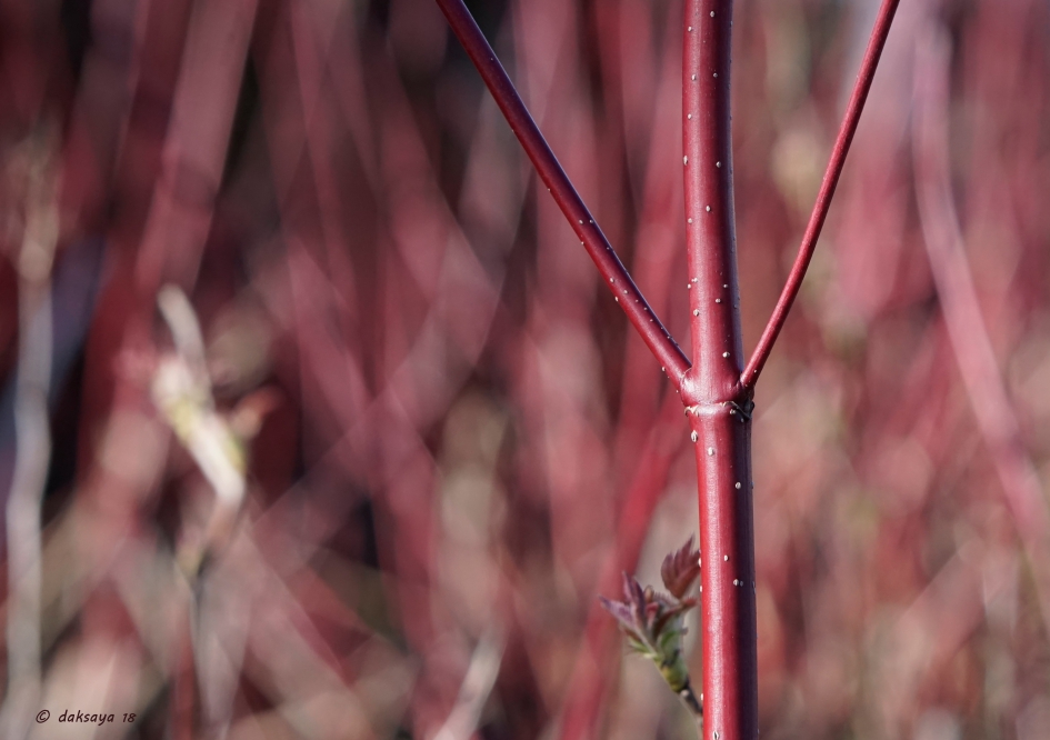Rode takken - Planten - Witte kornoelje