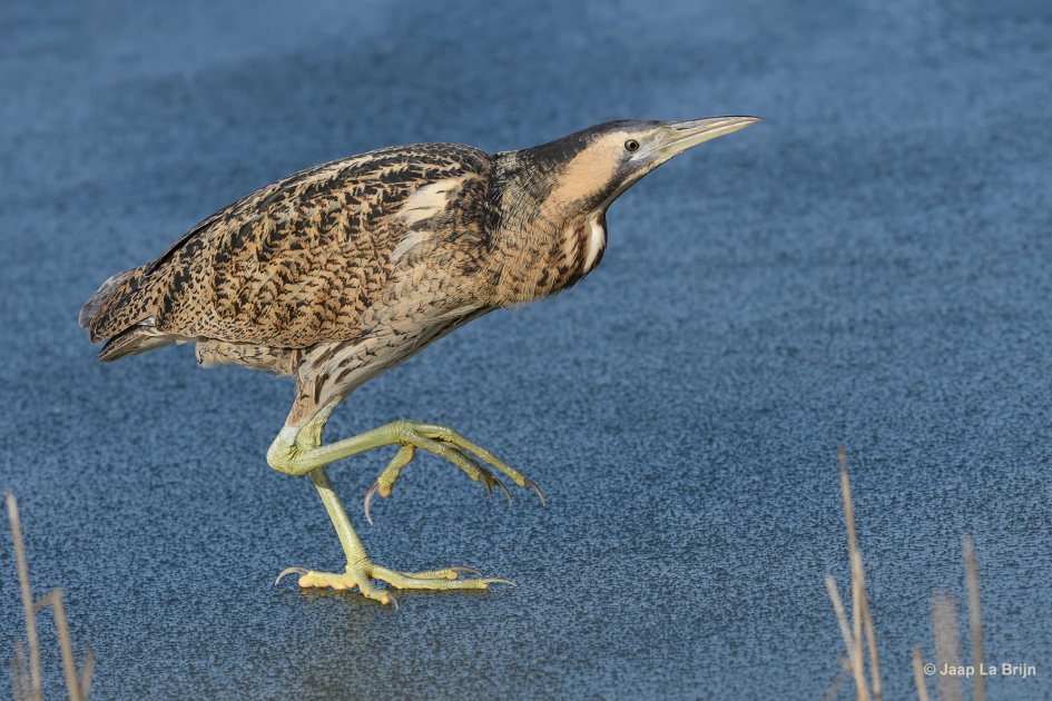 Roerdomp - Vogels - Roerdomp