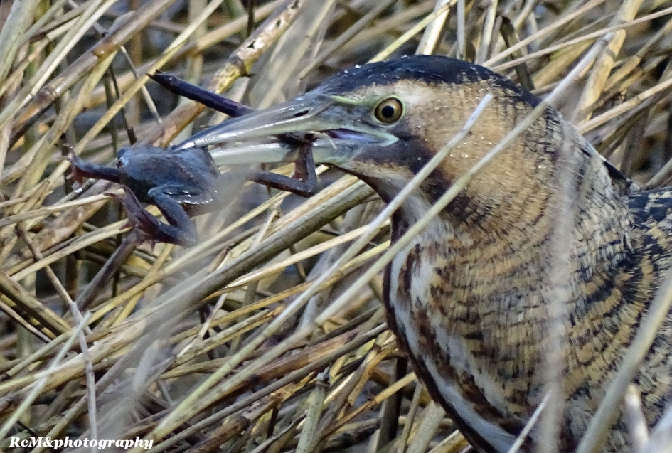 Roerdomp vangt een kikker. - Vogels - Roerdomp