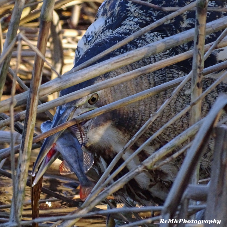 Roerdomp oog in oog (visje) met buit. - Vogels - Roerdomp