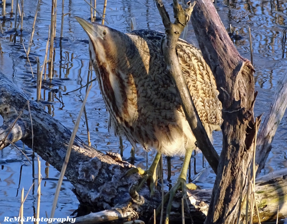 Roerdomp op de stok!. - Vogels - Roerdomp