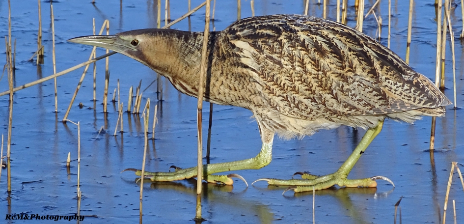 Roerdomp op het ijs!. - Vogels - Roerdomp