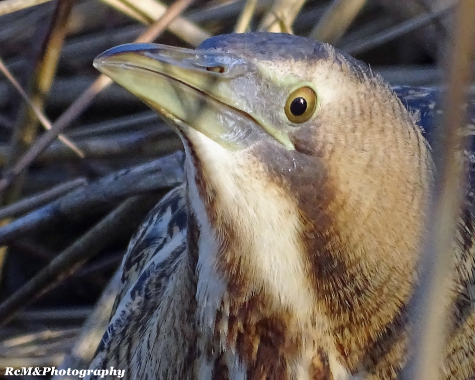 Roerdomp portret. - Vogels - Roerdomp