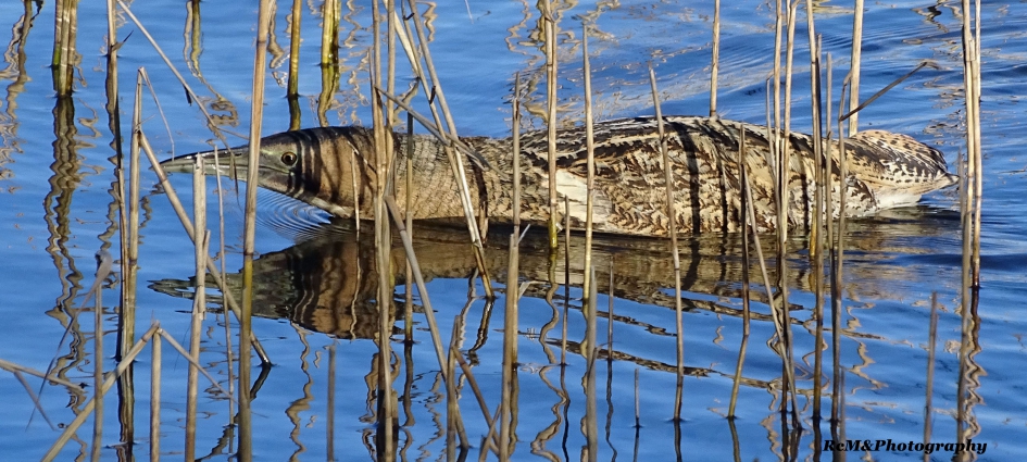 Roerdomp zwemt in het zonnetje over. - Vogels - Roerdomp