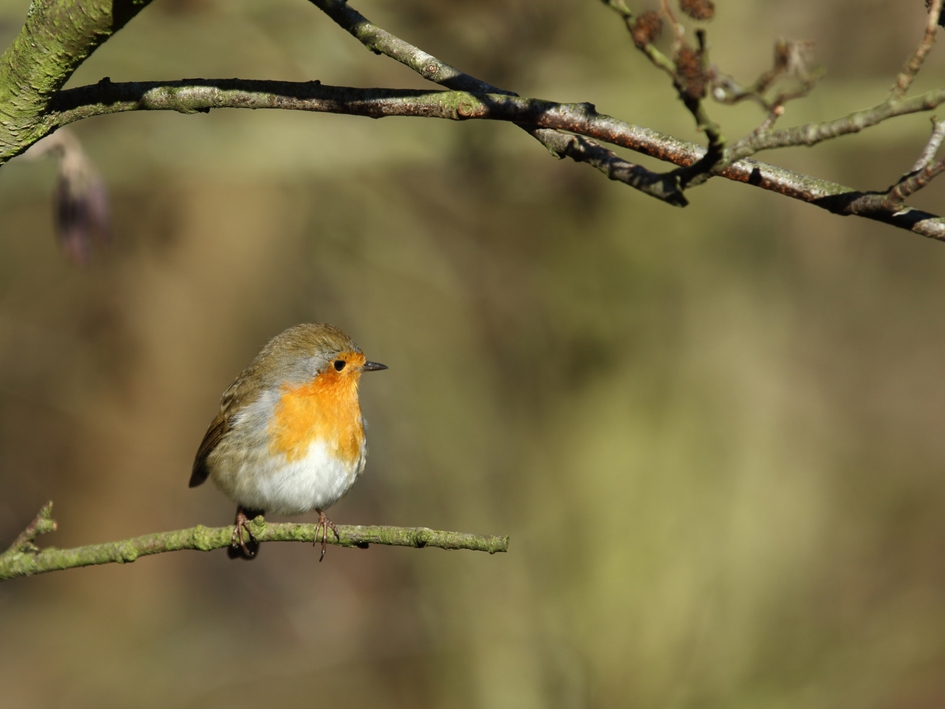 roodborst - Vogels - 