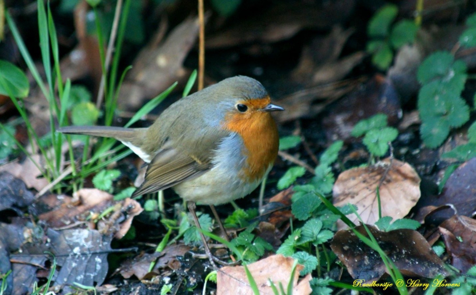 Roodborstje - Vogels - Roodborstje