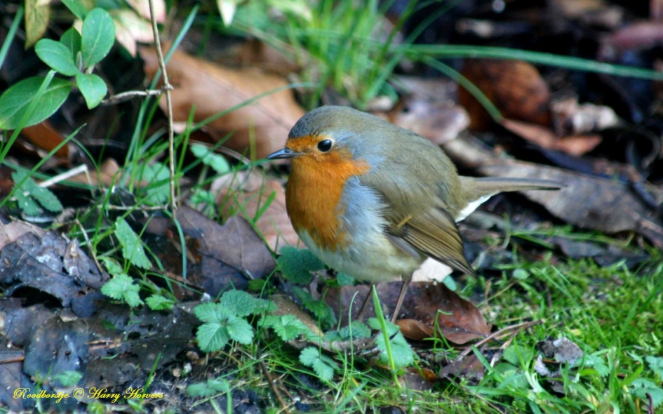 Roodborstje - Vogels - Roodborstje