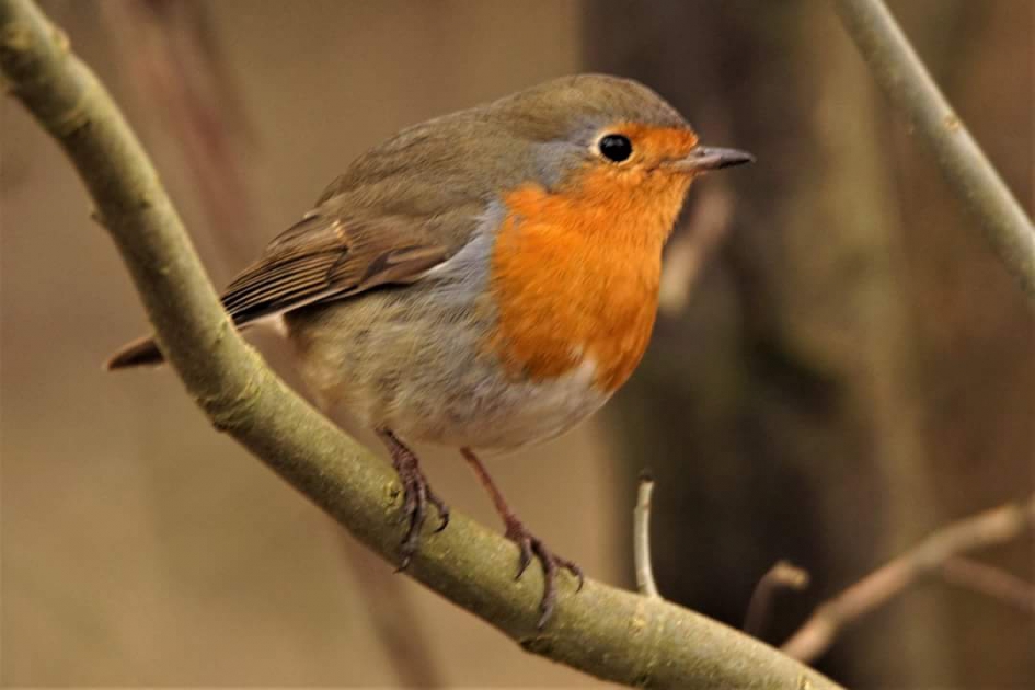 Roodborstje - Vogels - Roodborstje