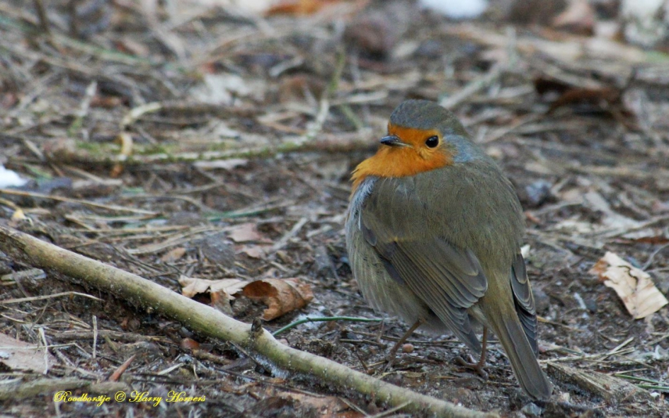 Roodborstje - Vogels - Roodborstje