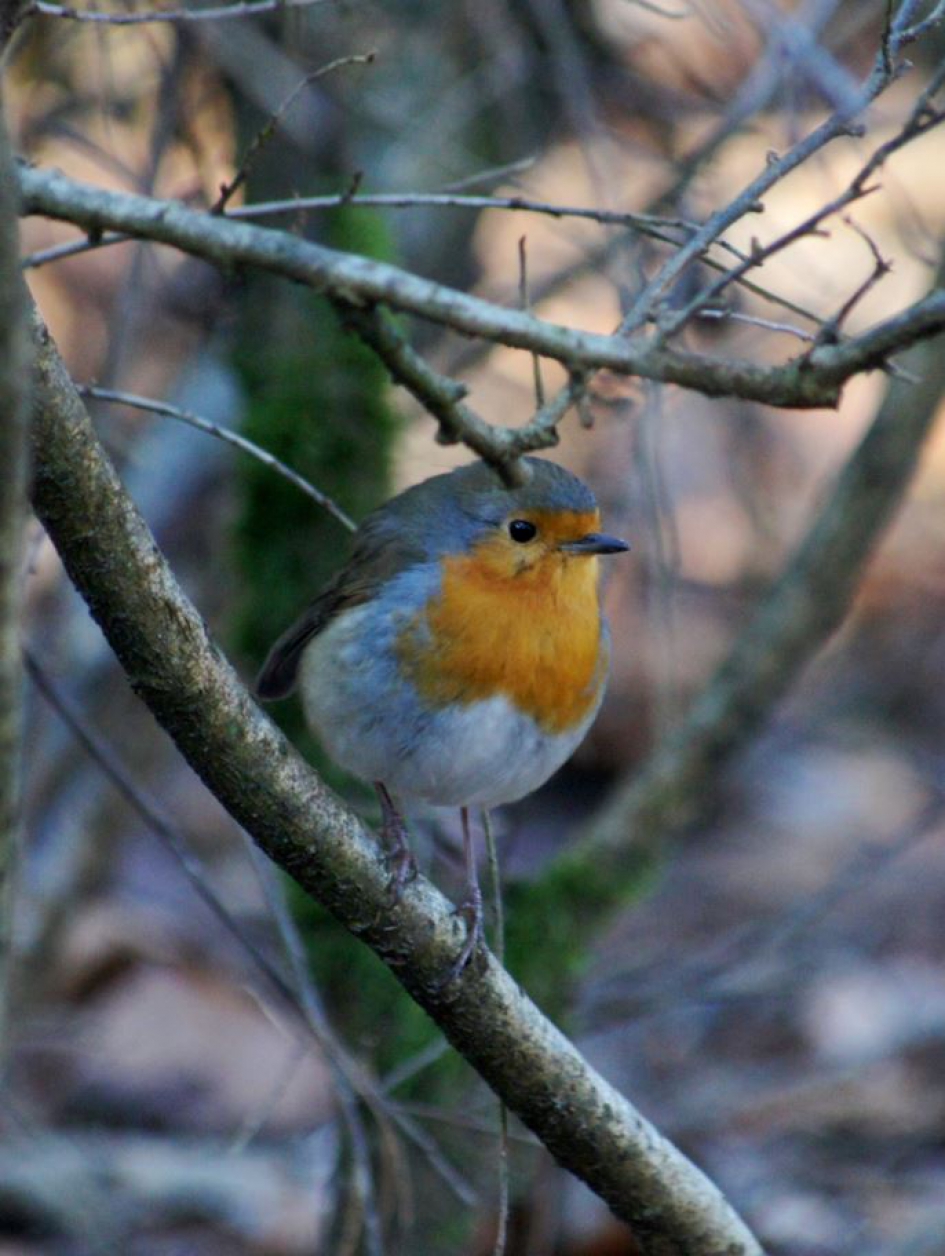 Roodborstje - Vogels - Roodborstje