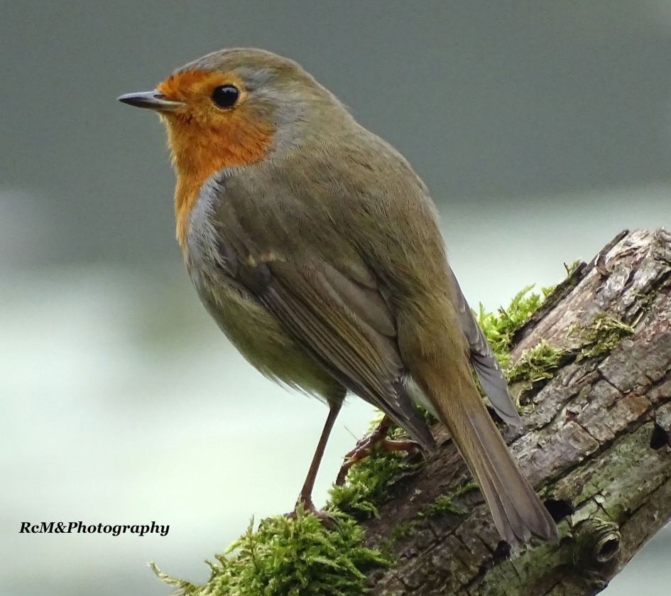 Roodborstje - Vogels - Roodborstje