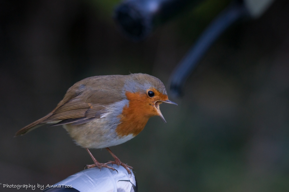Roodborstje - Vogels - Roodborstje