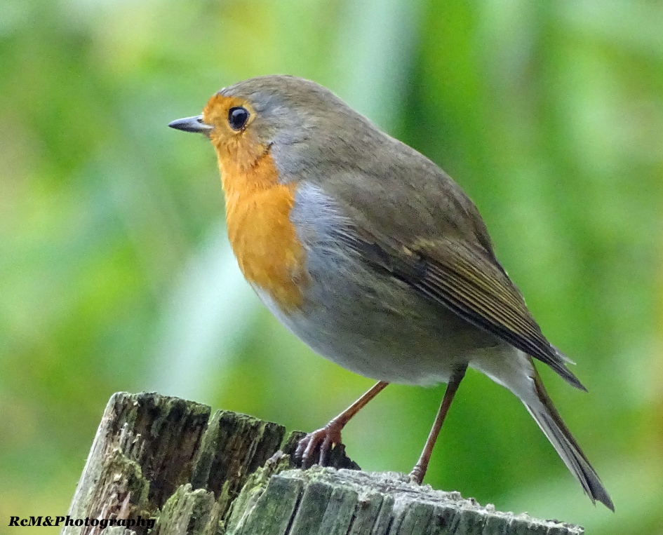 Roodborstje - Vogels - Roodborstje