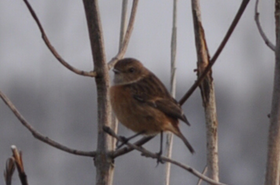 Roodborsttapuit - Vogels - Roodborsttapuit