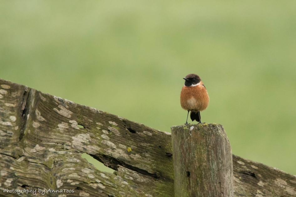 Roodborsttapuit - Vogels - Roodborsttapuit