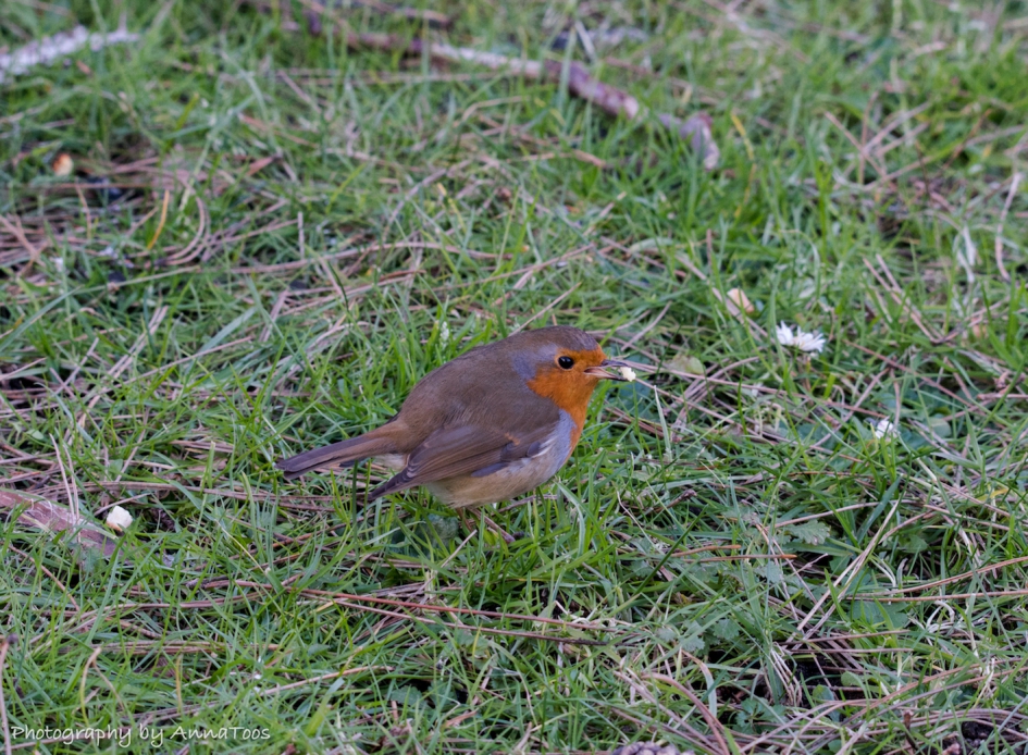 Roodbrstje - Vogels - Roodborstje