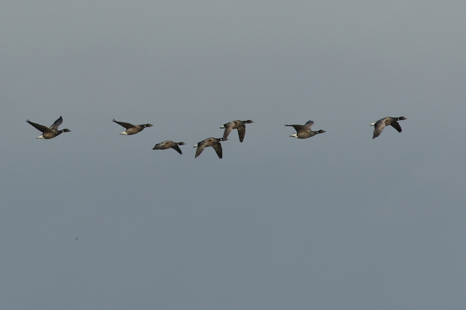 rotganzen - Vogels - 