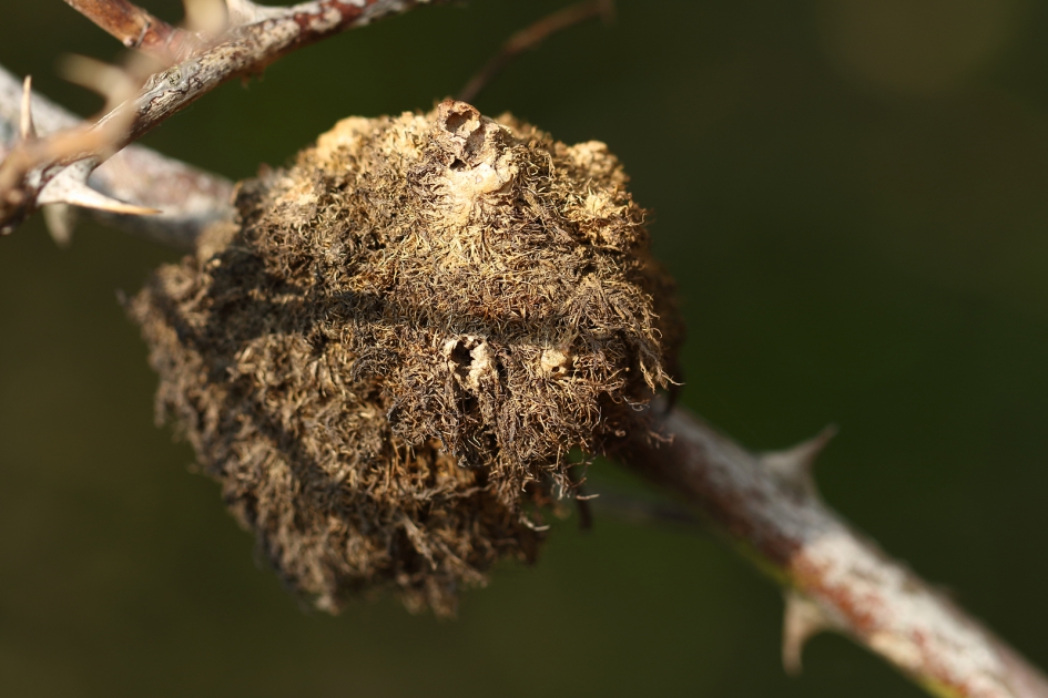 rozenmosgalwesp - Geleedpotigen - 