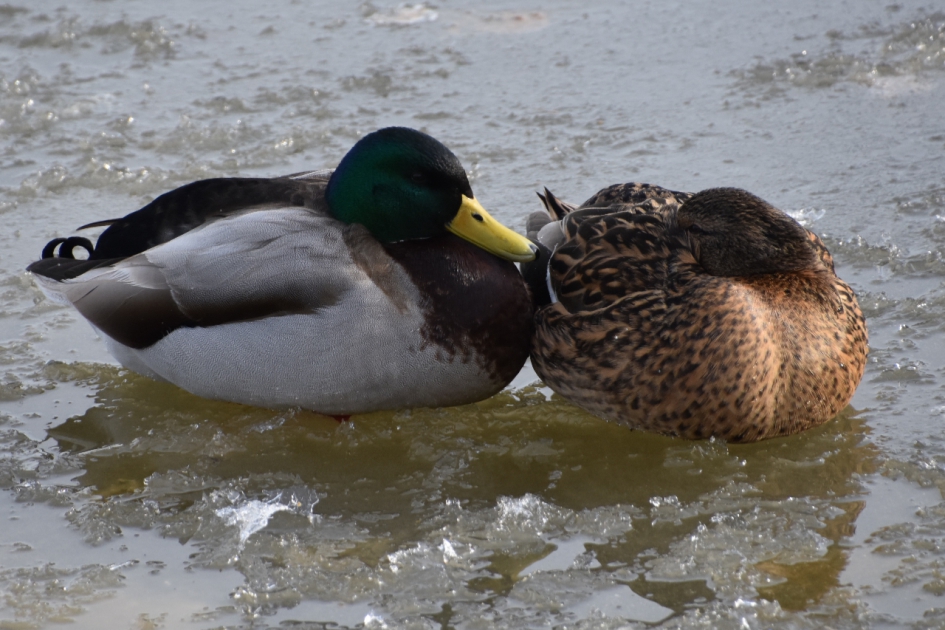 Samen op het ijs - Vogels - 