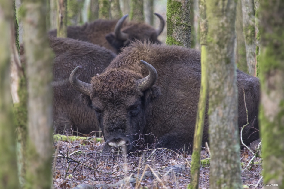 Samen rusten.... - Zoogdieren - Wisent