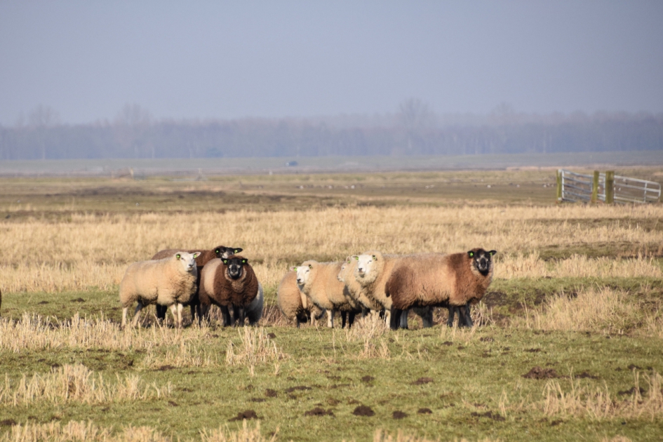 Schapen - Zoogdieren - 