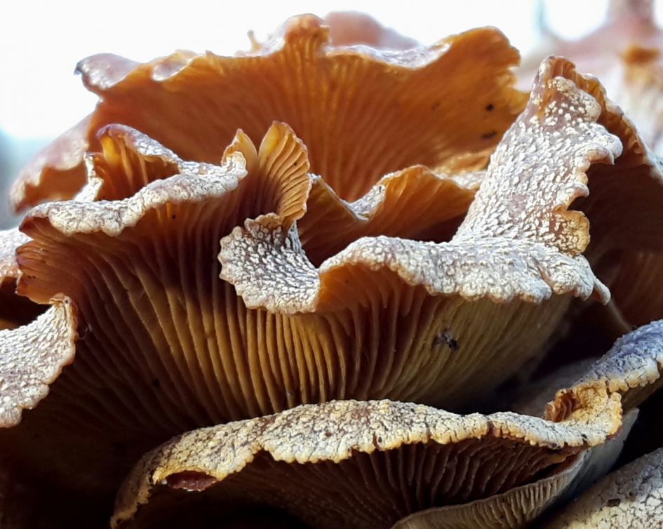 Schelpzwam - Schimmels - Schelpzwam