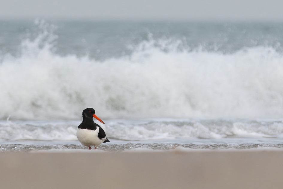 scholekster - Vogels - 