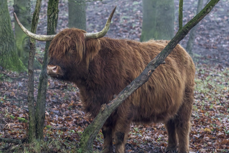 Schotse hooglander - Zoogdieren - Schotse hooglander