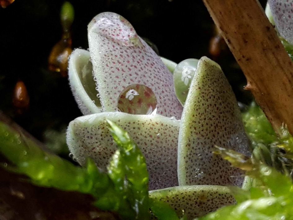 Sedum - Planten - Sedum