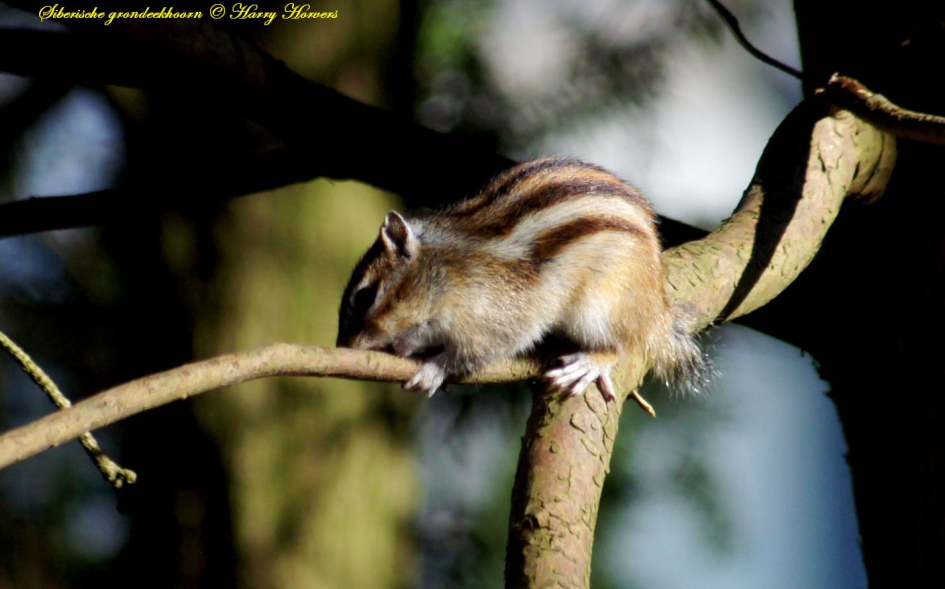 Siberische Grondeekhoorn - Zoogdieren - Siberische Grondeekhoorn