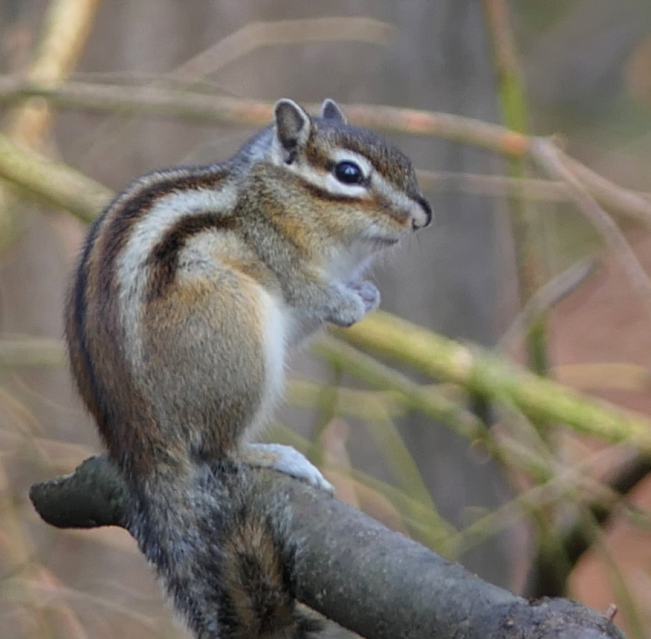 Siberische grondeekhoorn. - Zoogdieren - Siberische grondeekhoorn