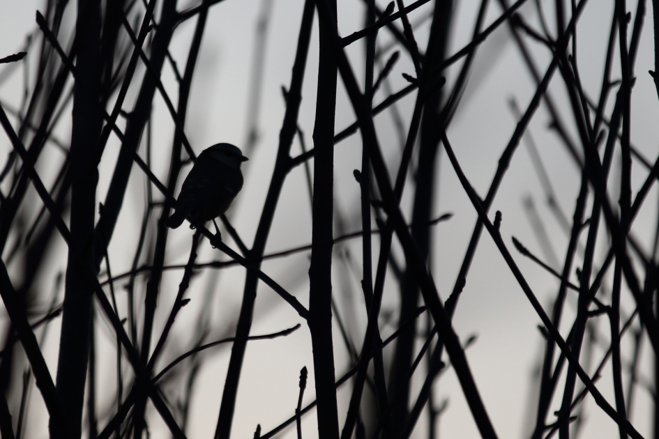 silhouet - Vogels - 