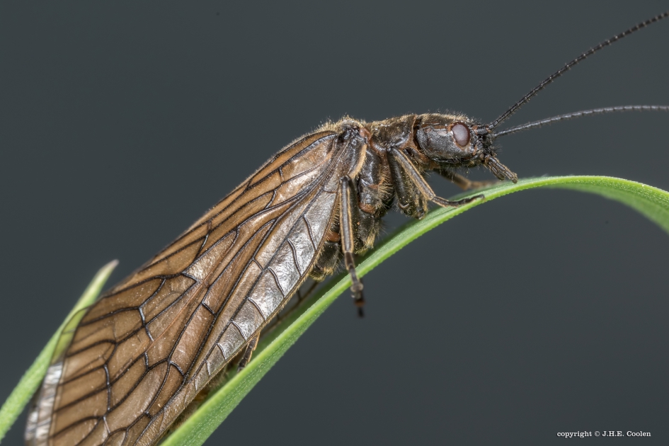 Slijkvlieg - Geleedpotigen - Slijkvlieg