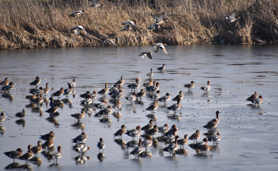 Smienten(2) - Vogels - 