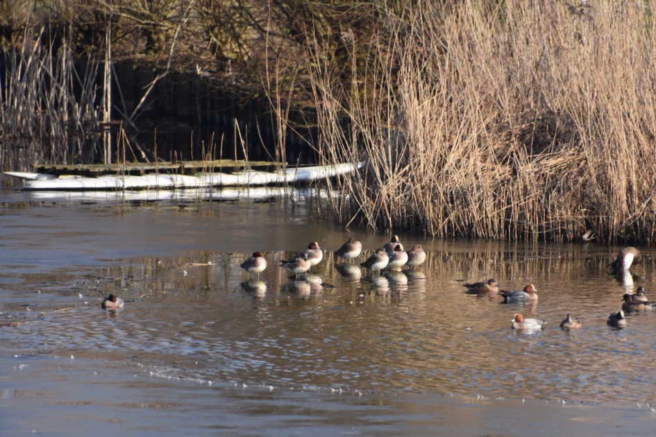 Smienten op de kant - Vogels - 