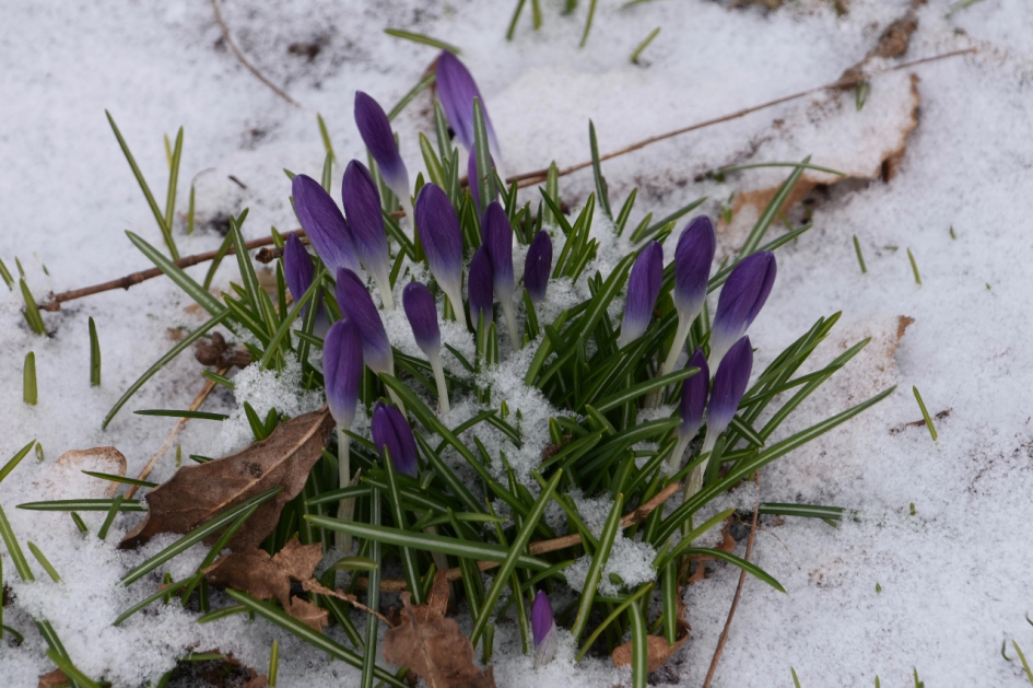 Sneeuw op de krokussen - Planten - 